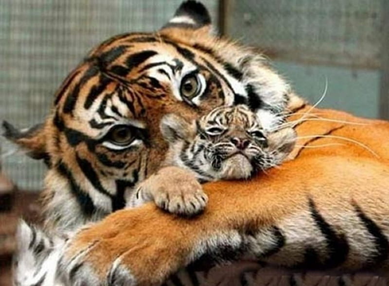 Tigers, tiger, mother, orange, baby, HD wallpaper