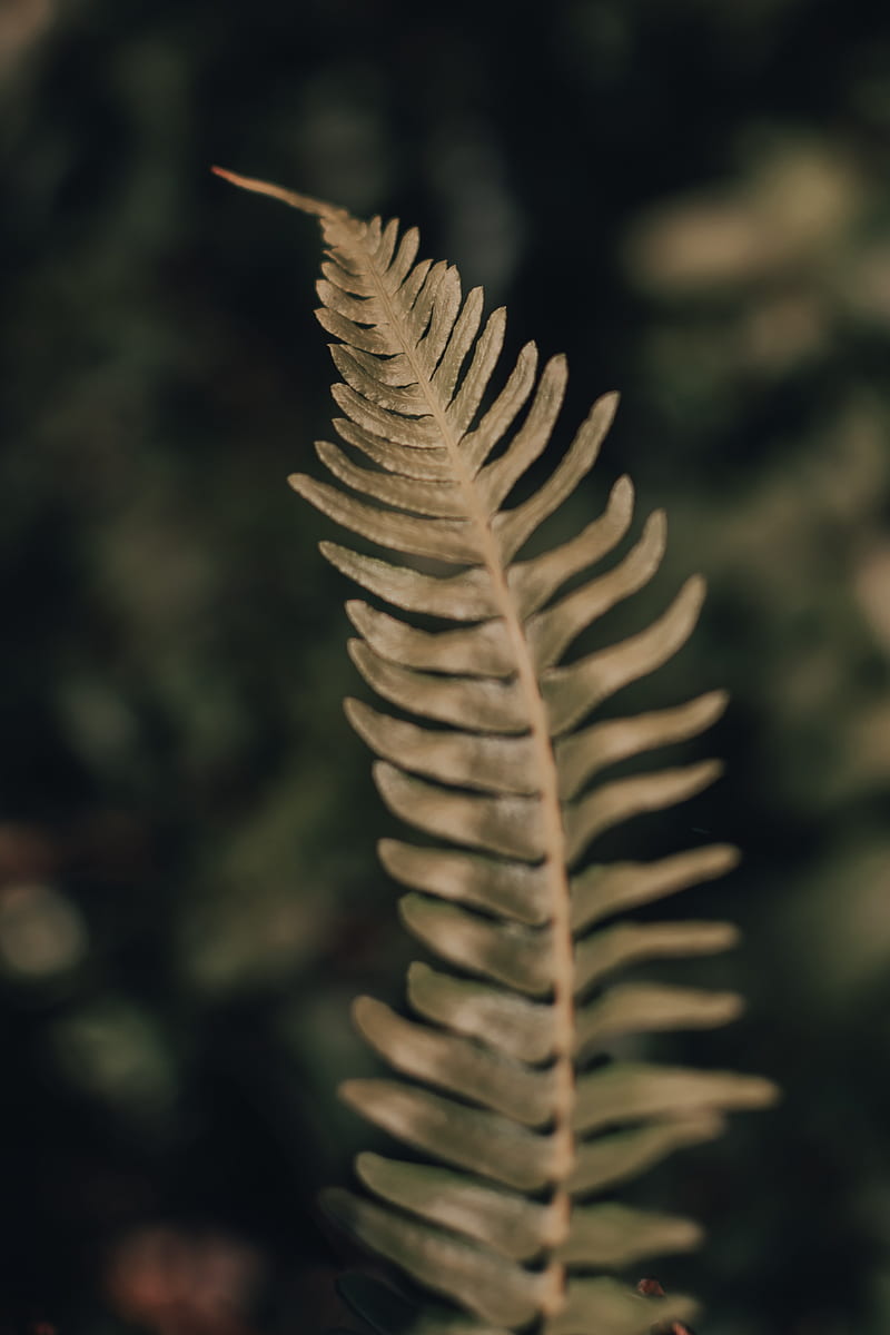 fern, leaf, plant, macro, closeup, HD phone wallpaper