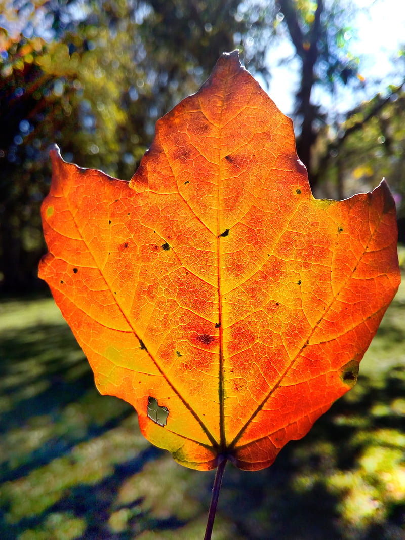 Hoja seca, autumn, fall, leaves, naranja, orange, otono, HD phone wallpaper