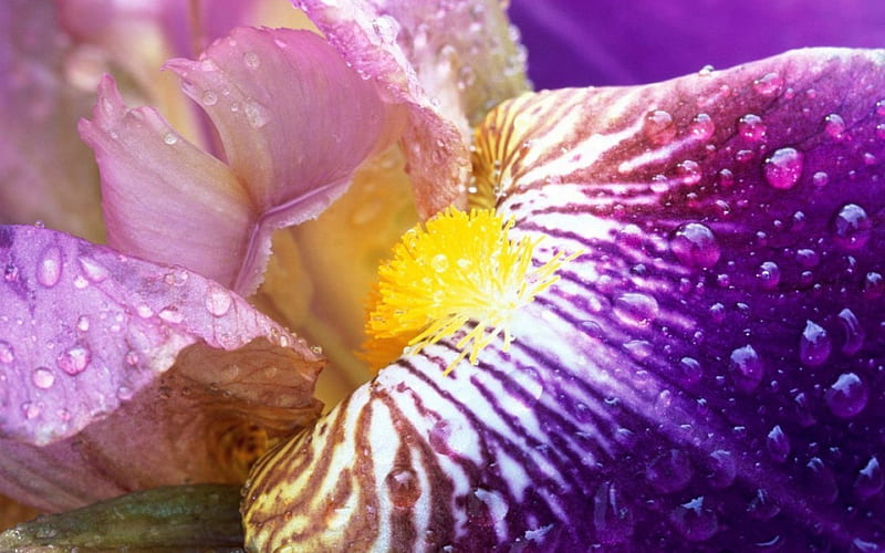 Iris, purple, water drops, macro, summer, yellow, pink, HD wallpaper
