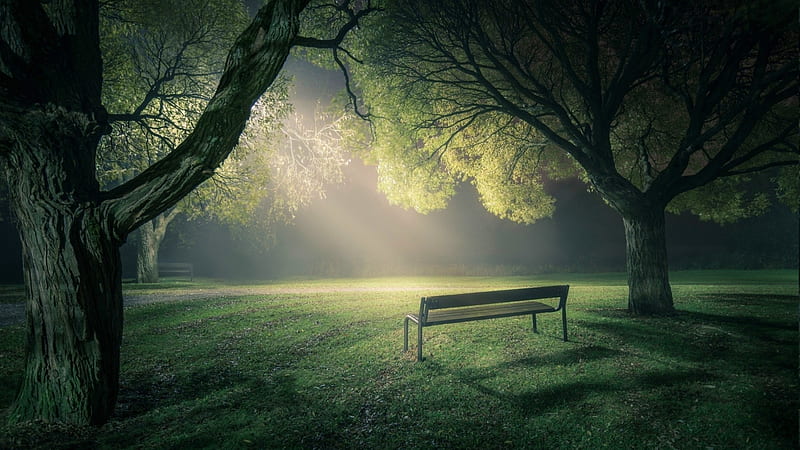 park bench under a light at night, lamp, grass, bench, park, trees, night, mist, HD wallpaper