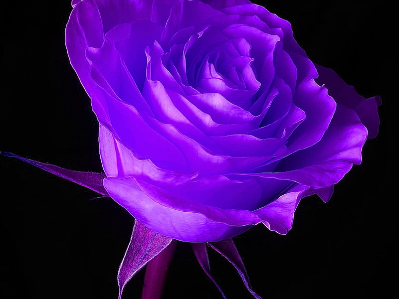 Rosa morada, flor, naturaleza, Fondo de pantalla HD | Peakpx