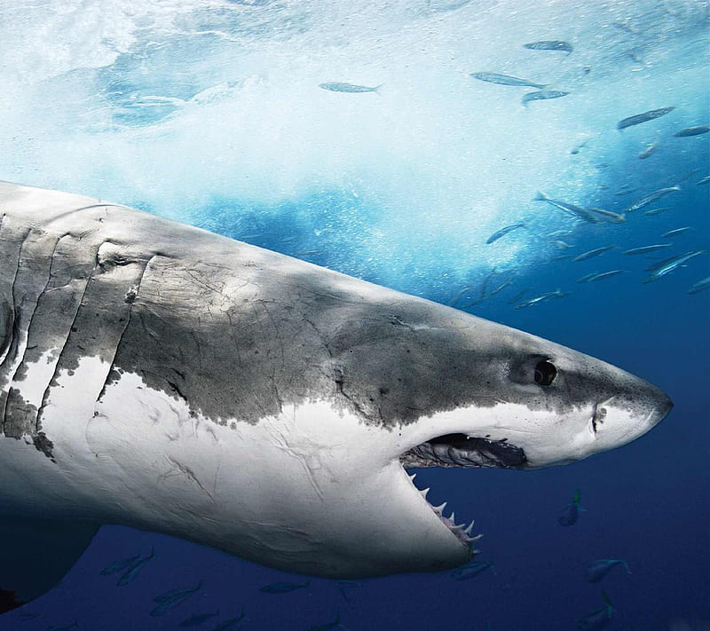 Shark, great white, ocean, predator, sea, white, wildlife, HD wallpaper