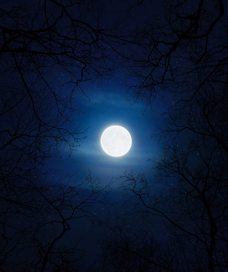 Silhouette of Trees Under Moon, HD phone wallpaper