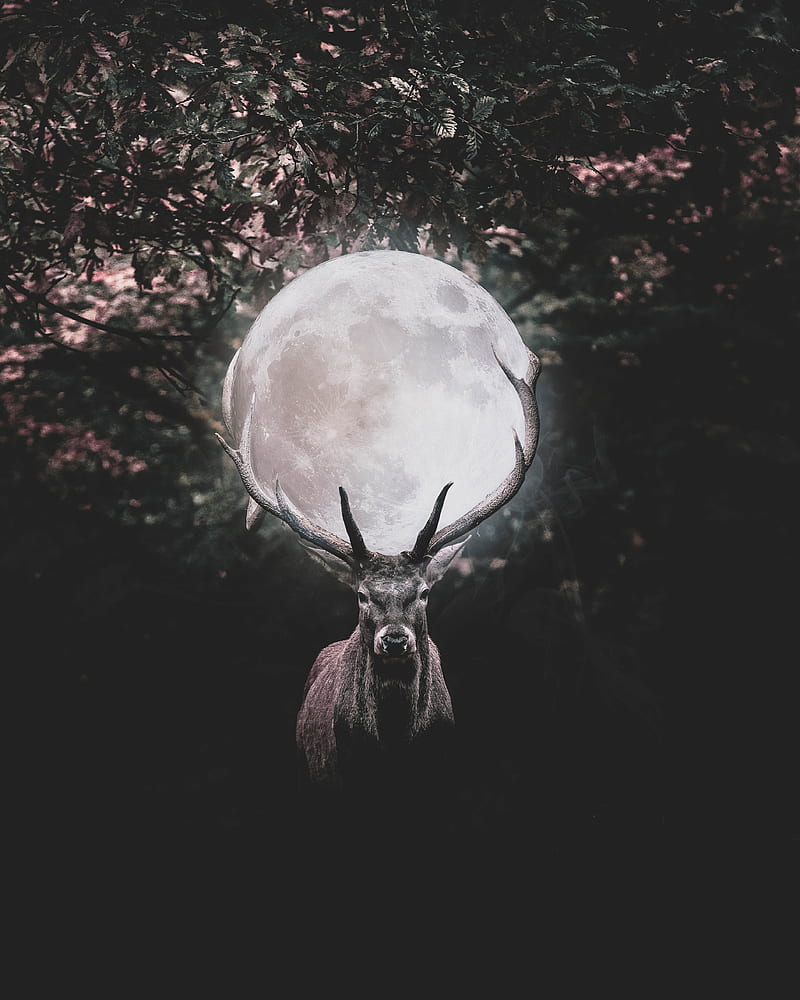 Deer holding moon , forest, glow, hop, theme, HD phone wallpaper
