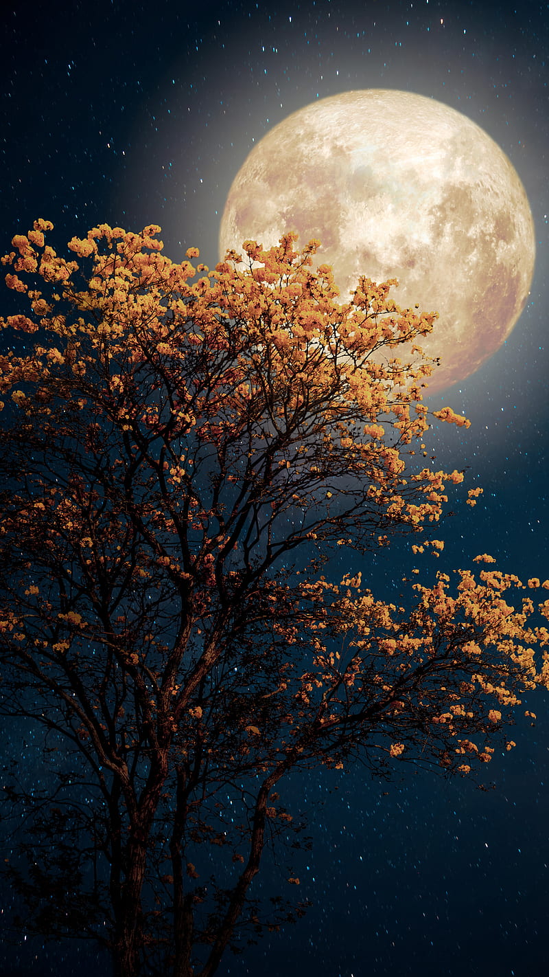Yellow Tree Moon, Kiss, blue, dark, full moon, leaves, night, sky, star, summer, HD phone wallpaper
