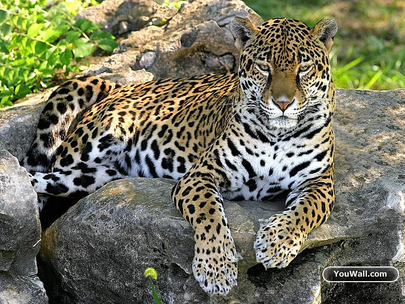 Lovely leopard laying on the rocks., lookalike of a cheetah, long body, sort legs, large skull, HD wallpaper