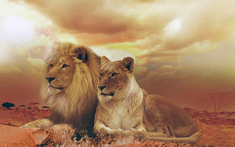 Female Male Lions, lions, animals, HD wallpaper
