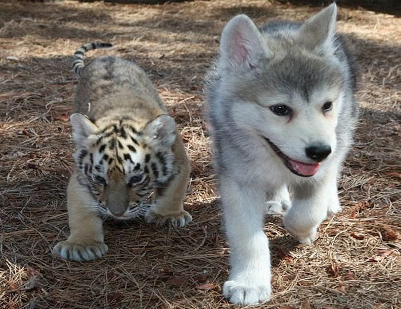 Cachorros de lobo y tigre, cachorro, tigre, lobo, animales, Fondo de  pantalla HD | Peakpx