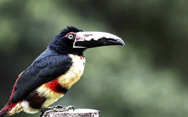 Collared Aracari, toucan, wildlife, exotic birds, Pteroglossus torquatus, HD wallpaper