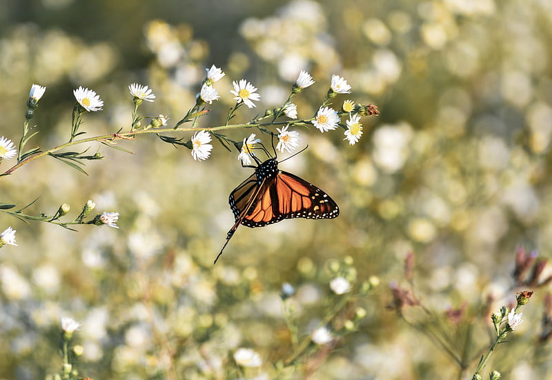 monarch butterfly, butterfly, brown, insect, flowers, HD wallpaper