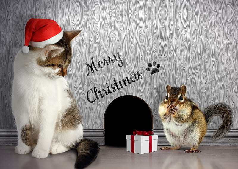 Merry Christmas!, red, chipmunk, craciun, christmas, gift, cat, animal, hat, cute, santa, funny, couple, pisica, HD wallpaper