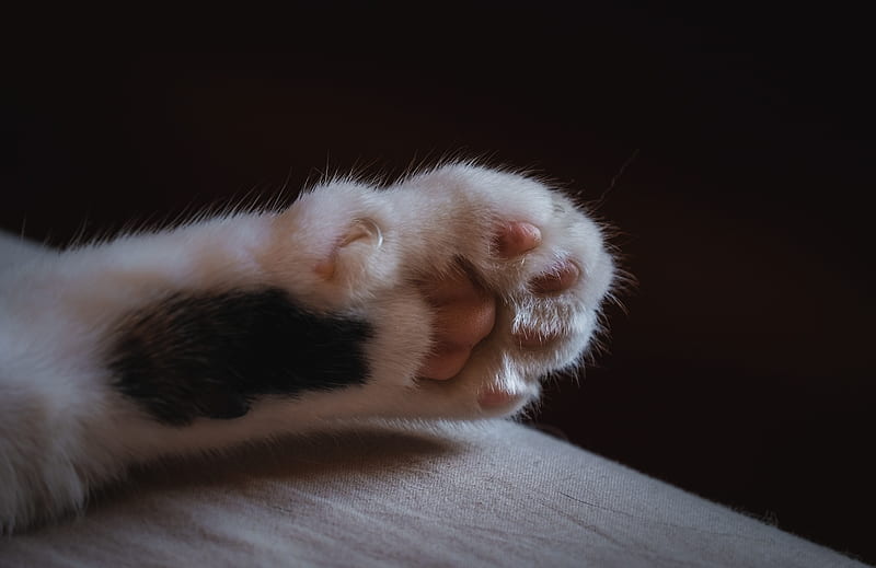 cat, paw, claws, wool, HD wallpaper