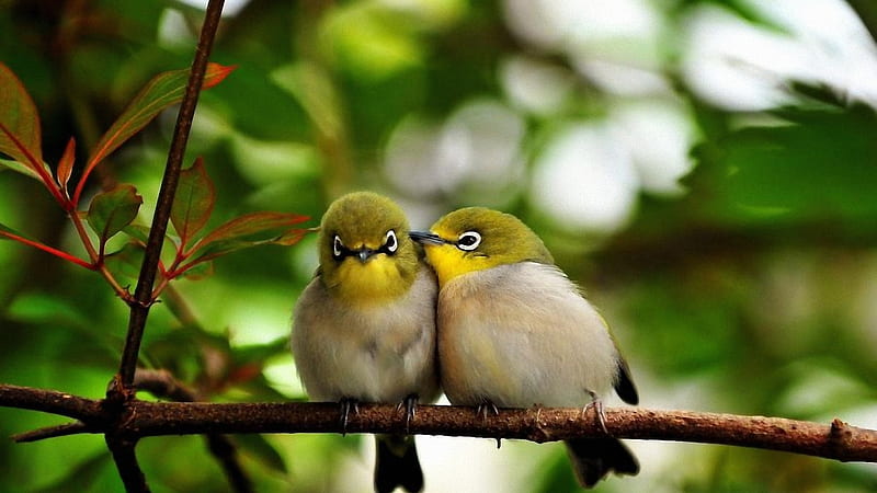 Cute Birds, cute, lovely, tiny, love, birds, small, branch, HD wallpaper