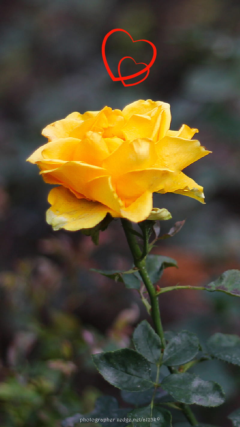 Mi rosa amarilla, naturaleza, flora, amarillas, corazones, amor, rosas,  lindas, Fondo de pantalla de teléfono HD | Peakpx