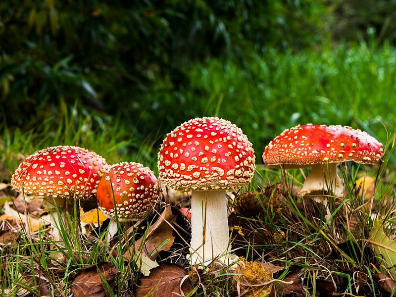 MUSHROOMS, FUNGI, RED, HD wallpaper