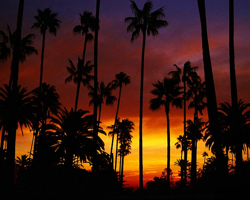 Sunset and Silhouette's, red, silhouettes, black, yellow, sunset, fronds, sky, palm trees, nature, colours, HD wallpaper