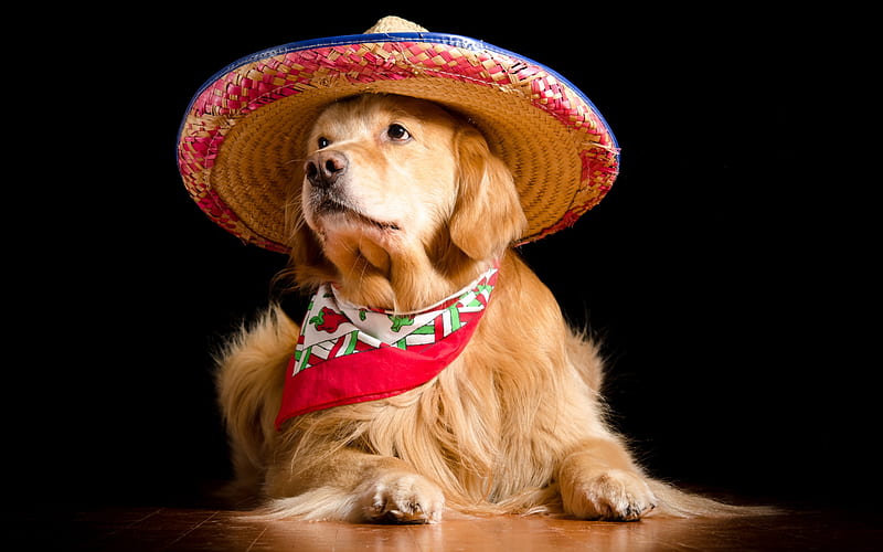 Mariachi, red, golden retriver, caine, black, bandana, animal, hat, mexicano, scarf, funny, dog, HD wallpaper