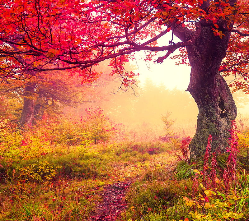 Autumn Forest, nature, path, trees, HD wallpaper