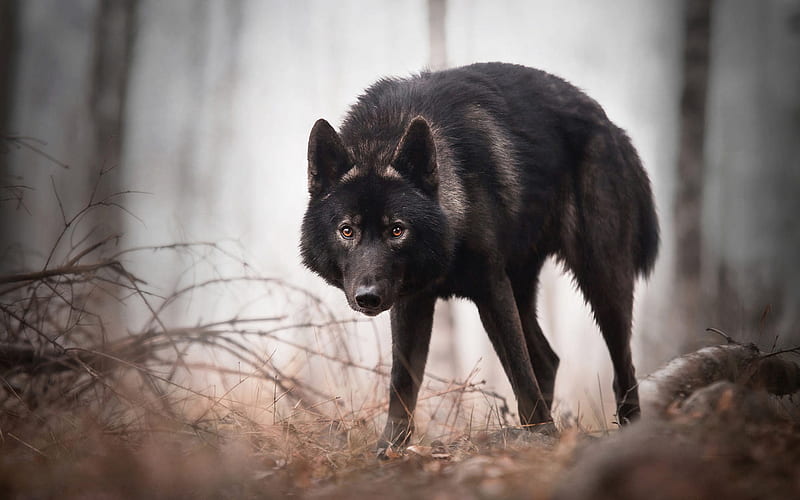 black wolf, wildlife, forest, wolves, dangerous animals, HD wallpaper