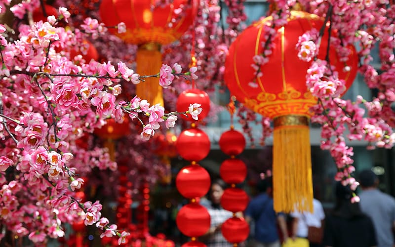 Chinese Spring Festival Lantern Peach Blossom 2023 Bing, HD wallpaper