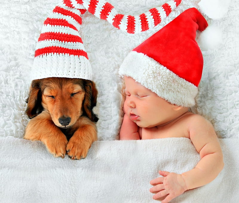 Waiting for Santa, red, sleep, craciun, christmas, caine, baby, animal, sweet, hat, cute, santa, boy, copil, child, puppy, dog, HD wallpaper