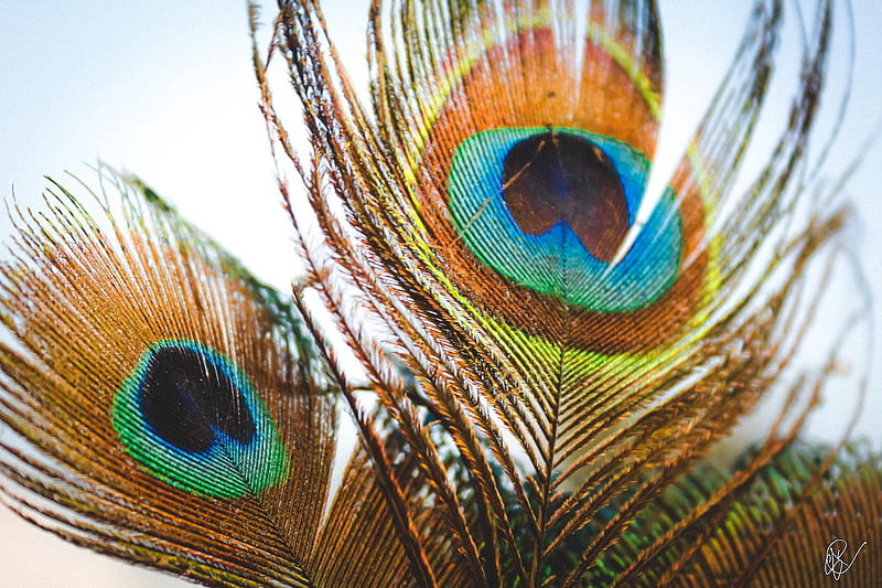 Peacock, animal, bird, feather, mor pankh, pen, HD wallpaper | Peakpx