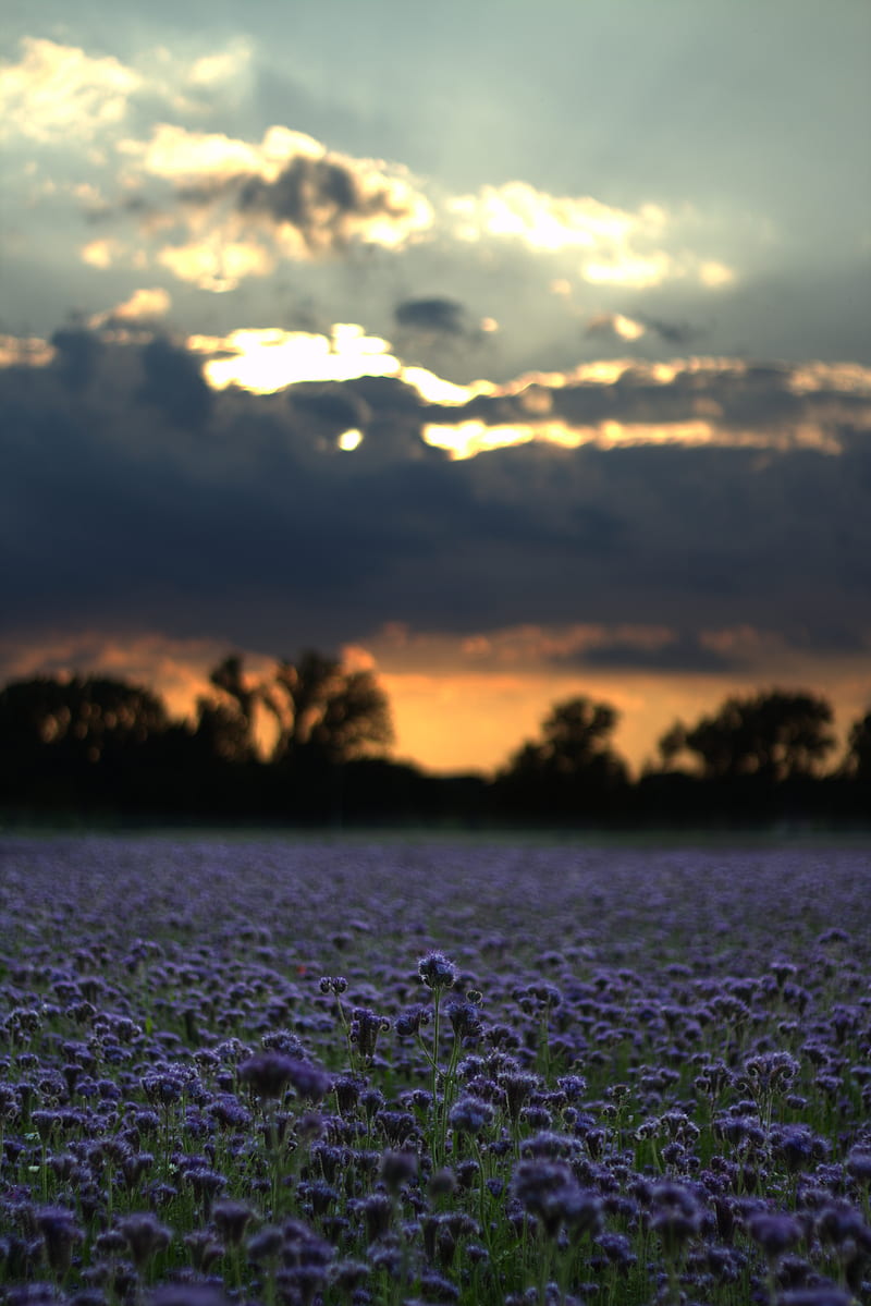 of Purple Flowers During Dawn, HD phone wallpaper