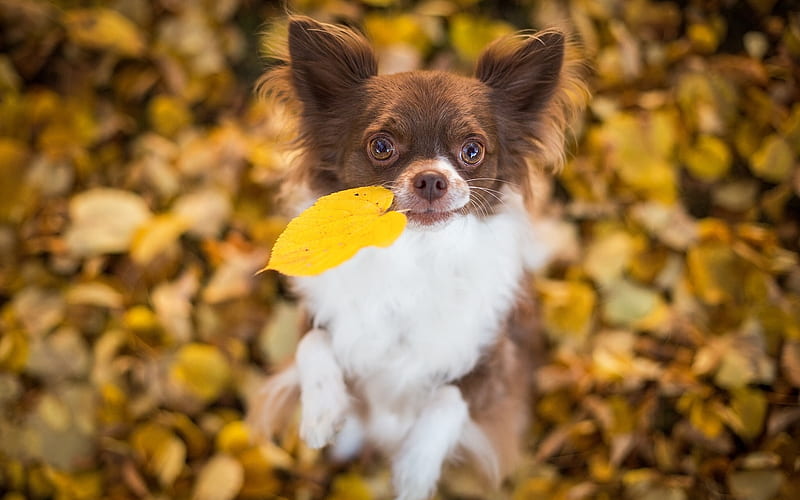 Chihuahua, autumn, dogs, puppy, brown chihuahua, bokeh, cute animals, pets, Chihuahua Dog, HD wallpaper