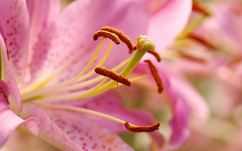 Lily pink macro petals-Fresh theme, HD wallpaper