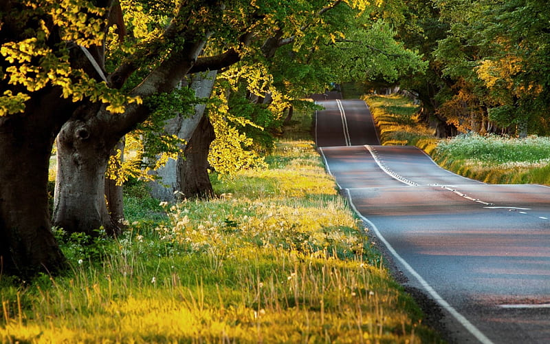 beautiful road-Summer, HD wallpaper