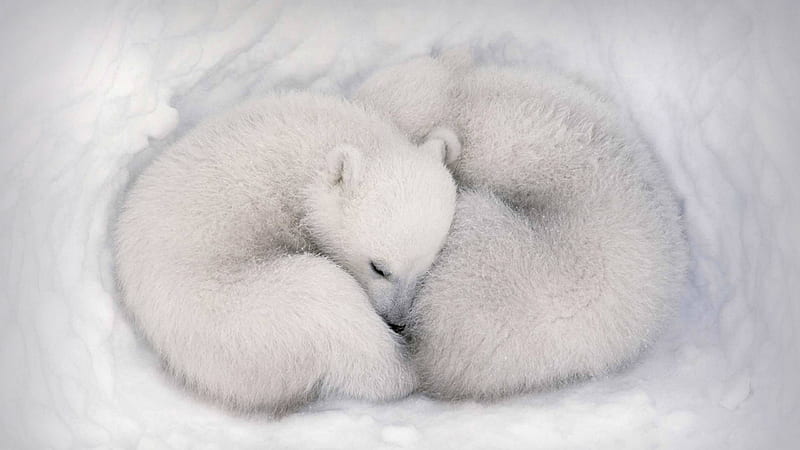 white bear, white, bear, cute animals, HD wallpaper