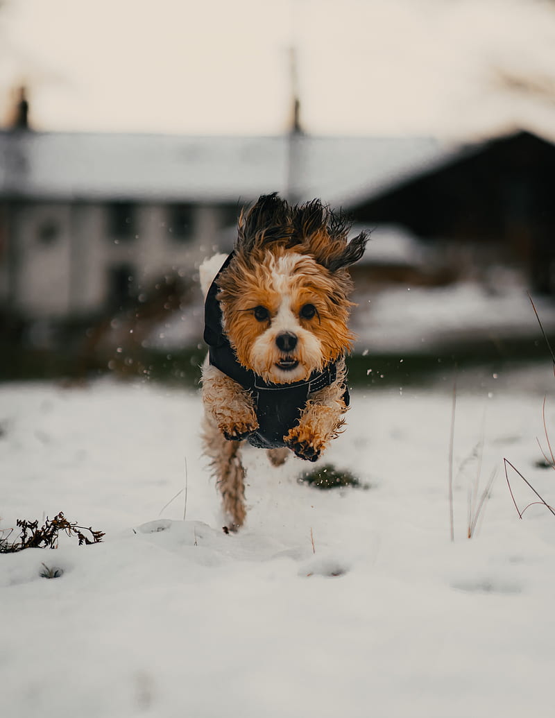 dog, puppy, funny, snow, HD phone wallpaper
