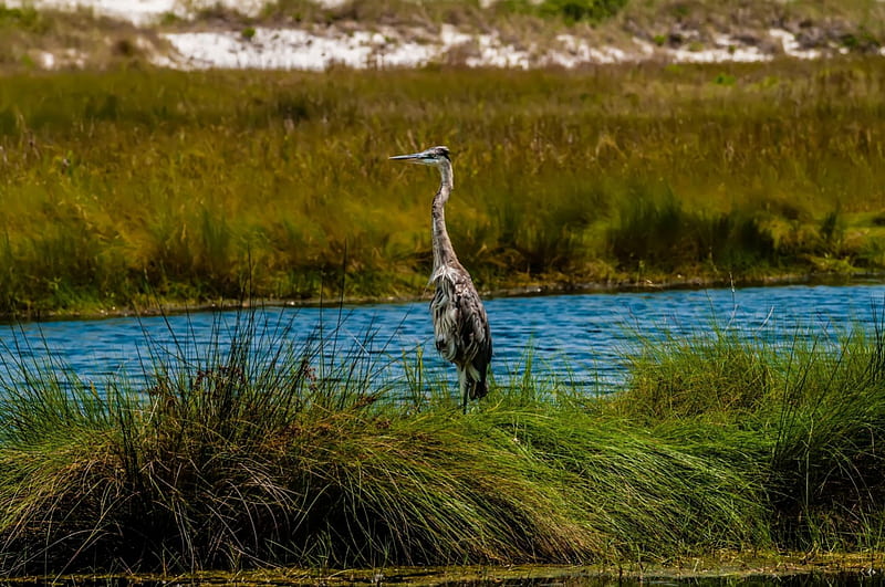 Blue Heron in the Everglades, Everglades, Herons, Animals, Nature, Birds, HD wallpaper