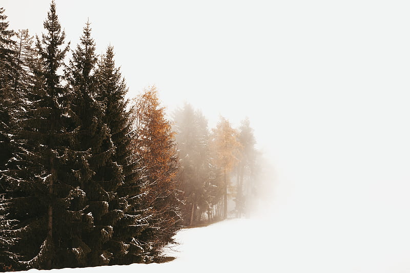 green Evergreen trees in a white snowfield, HD wallpaper