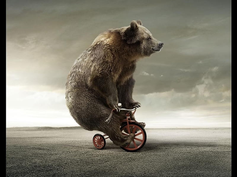 Bear Cyclist, bear, tricycle, bike, grizzly, HD wallpaper
