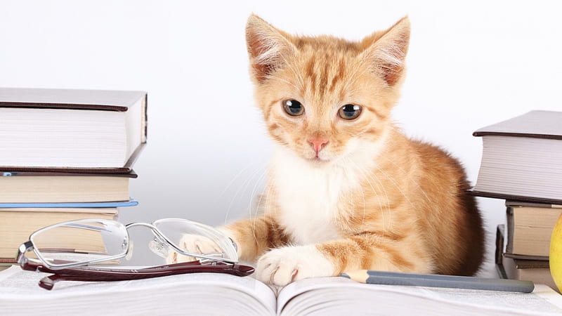 Who's smart?, orange, ginger, glasses, book, cat, animal, cute, funny, kitten, white, HD wallpaper