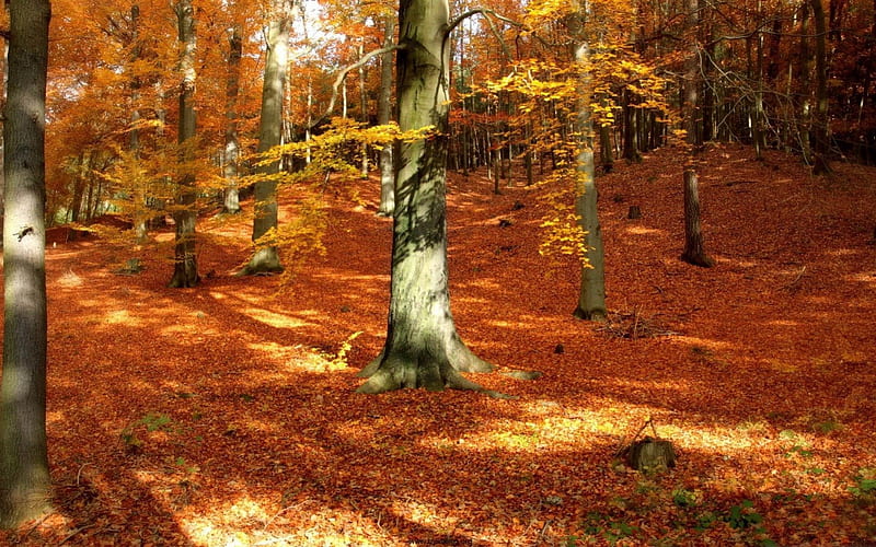 autumn in backyard, red, pretty, leaves, orange, back, yard, HD wallpaper