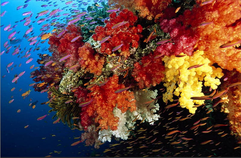 Glorious Coral, coral reef, reef fish, ocean, HD wallpaper | Peakpx