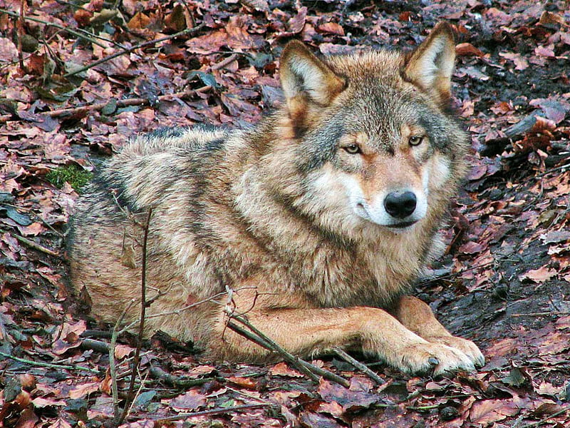 Grey Wolf, predator, wildlife, nature, european, HD wallpaper