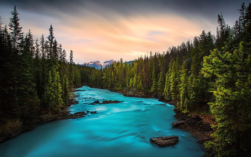 forest, river, mountain river, sunset, Yoho National Park, British Columbia, Canada, HD wallpaper
