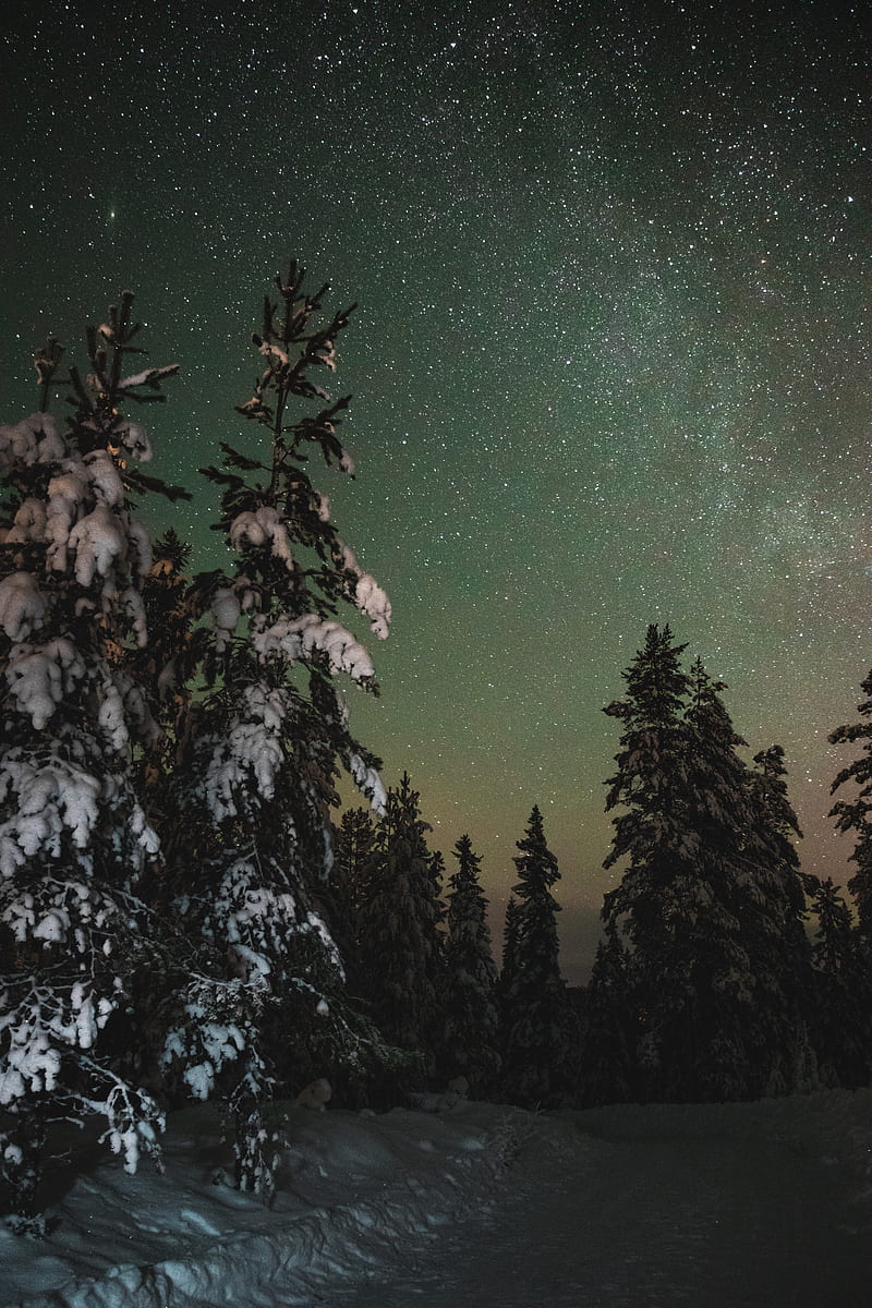 trees, snow, winter, starry sky, stars, night, HD phone wallpaper