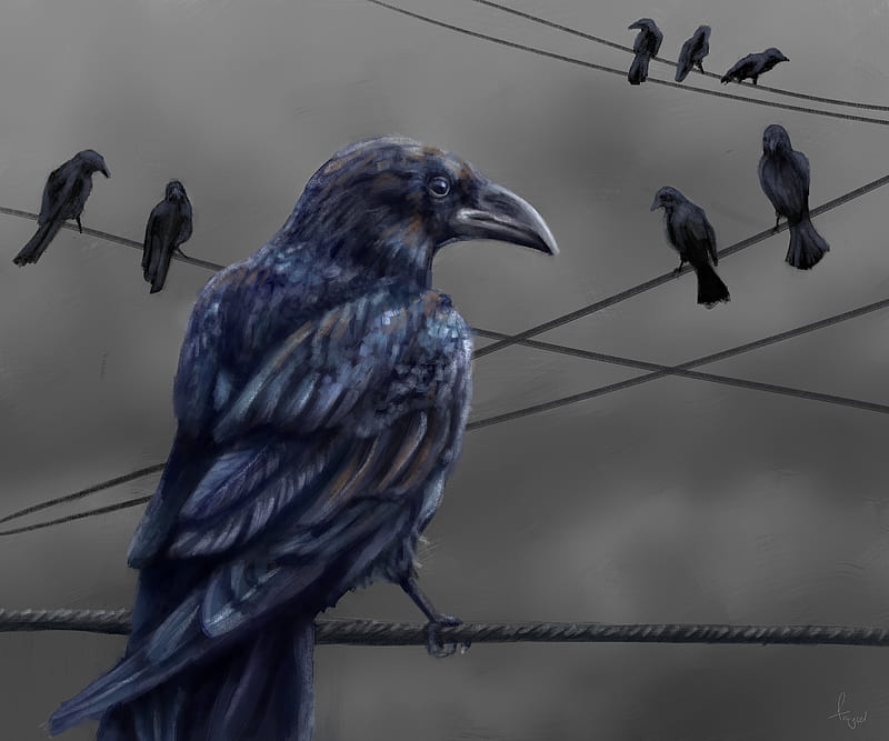 raven, bird, feathers, wire, HD wallpaper
