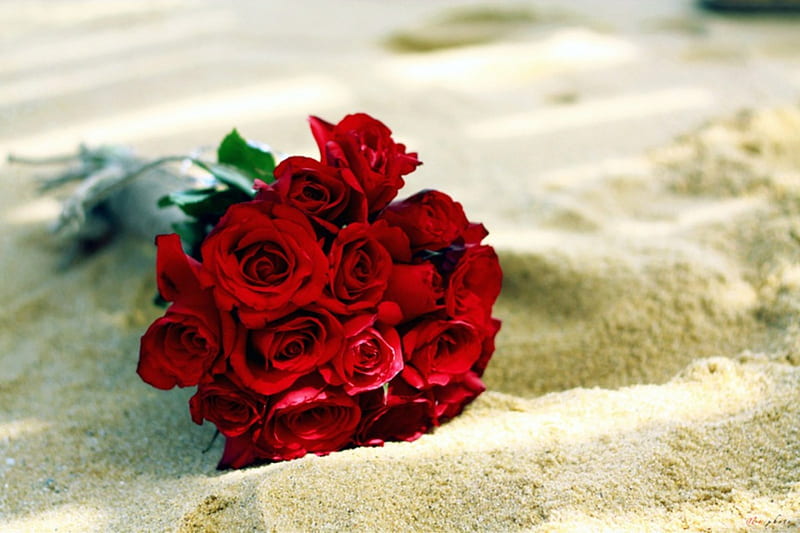 Red Roses, red, flowers, sand, roses, HD wallpaper
