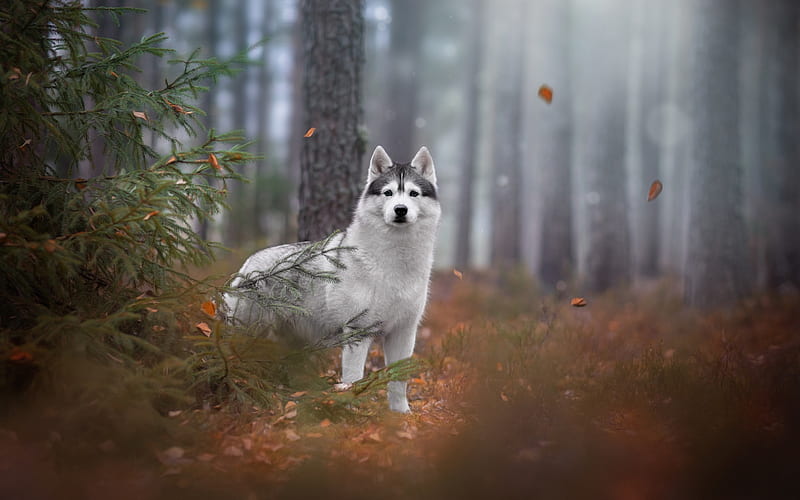 husky, big white dog, forest, autumn, yellow leaves, cute animals, pets, dogs, HD wallpaper