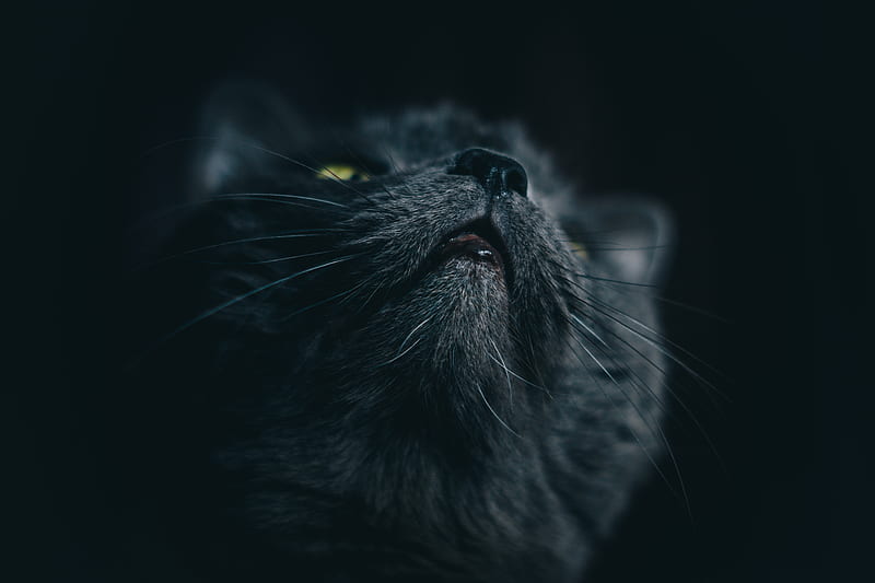 cat, gray, face, pet, HD wallpaper