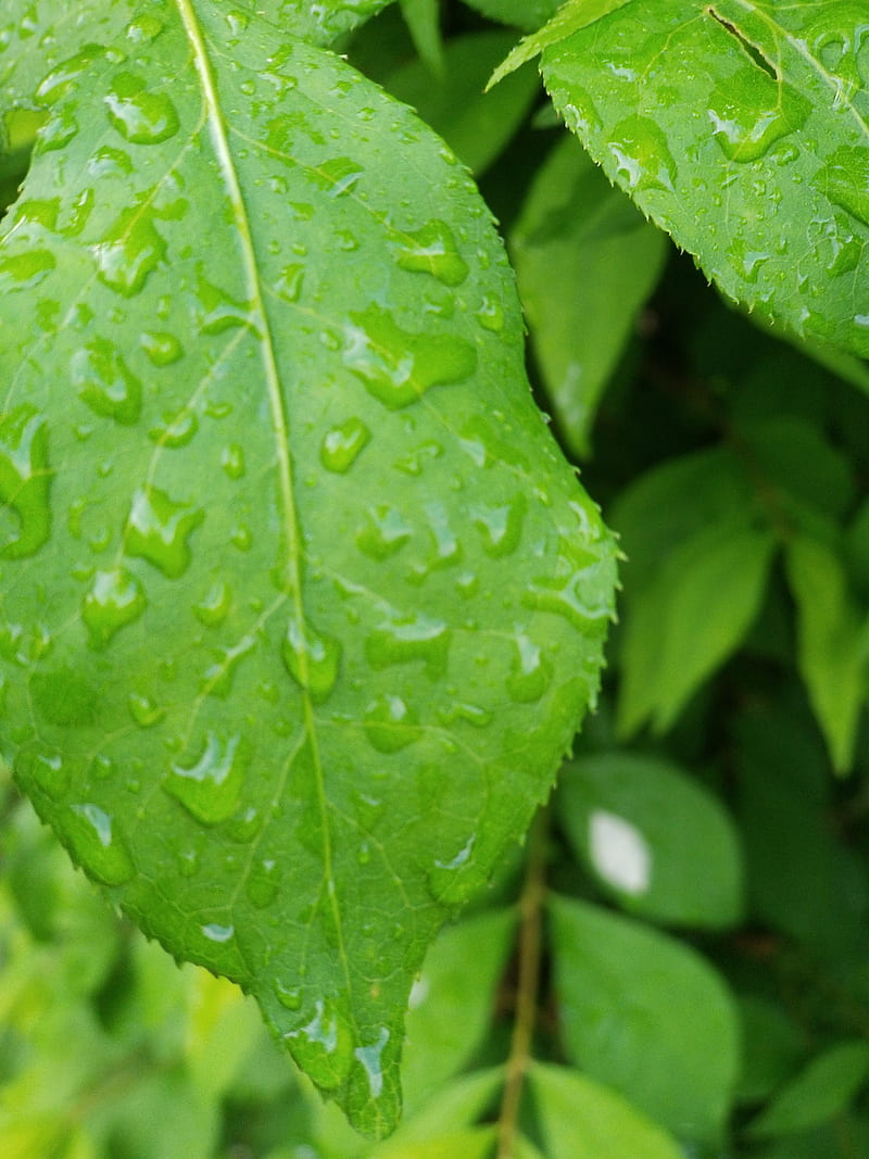 Morning drizzle, green, leaf, leaves, nature, rain, spring, summer, tree, trees, water, HD phone wallpaper