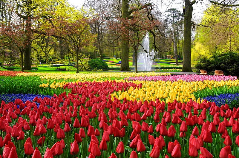 Keukenhof gardens, pretty, colorful, grass, bonito, nice, flowers, tulips, fountain, lovely, fresh, greenery, Keukenhof, spring, park, trees, freshness, water, summer, garden, nature, HD wallpaper