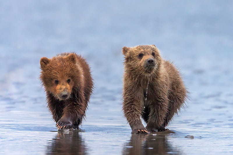 Grizzly Bear Cubs, beach, cub, bear, grizzly, water, HD wallpaper