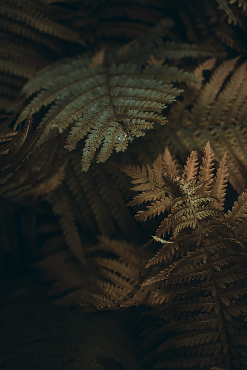 fern, leaves, branches, plant, macro, HD phone wallpaper